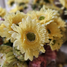 A close-up of pale yellow daisy-like flowers with textured centers, photographed in soft focus with additional flowers blurred in the background.