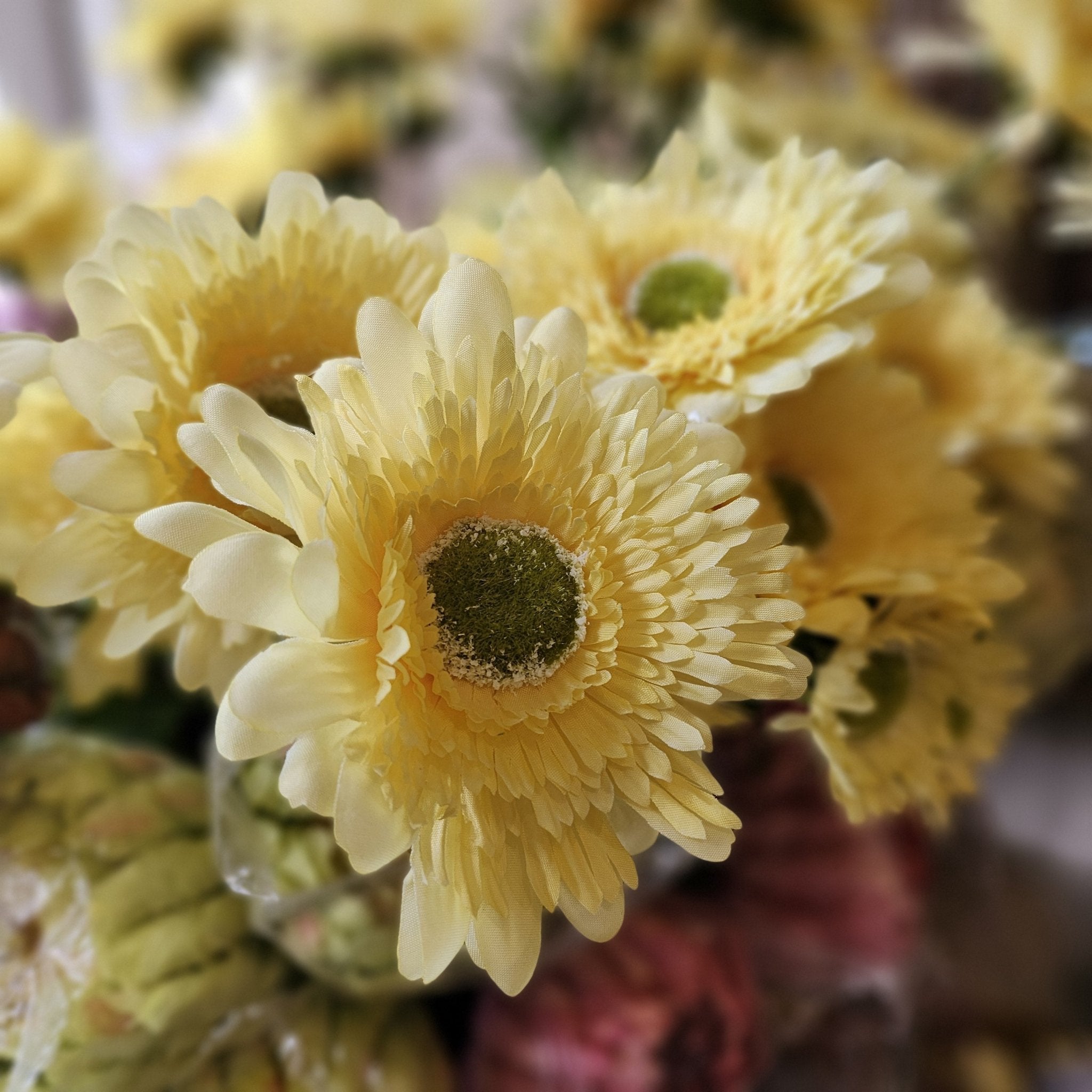 A close-up of pale yellow daisy-like flowers with textured centers, photographed in soft focus with additional flowers blurred in the background.