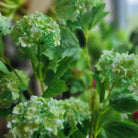 Lifelike artificial hydrangea stem with six flower heads