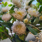 Lifelike artificial spider chrysanthemum in creamy white