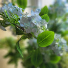 Artificial jasmine flowers in light blue
