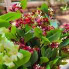 Artificial jasmine flowers in red