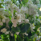 Artificial jasmine flowers in white