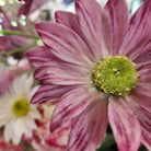 Artificial marguerite daisy in pink
