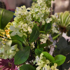 Lifelike artificial jasmine stem in cream and green