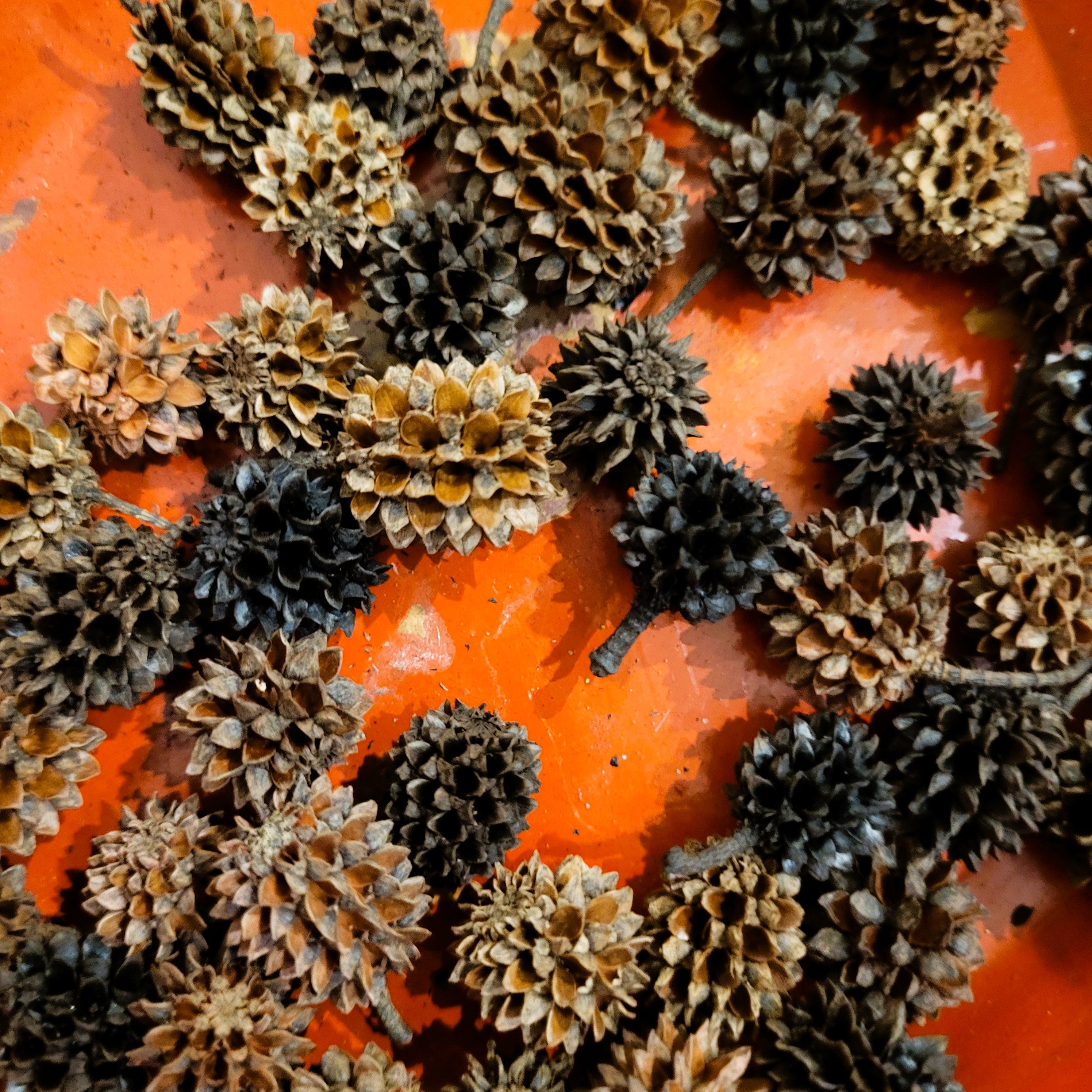 Pack of small casuarina cones for decorative use
