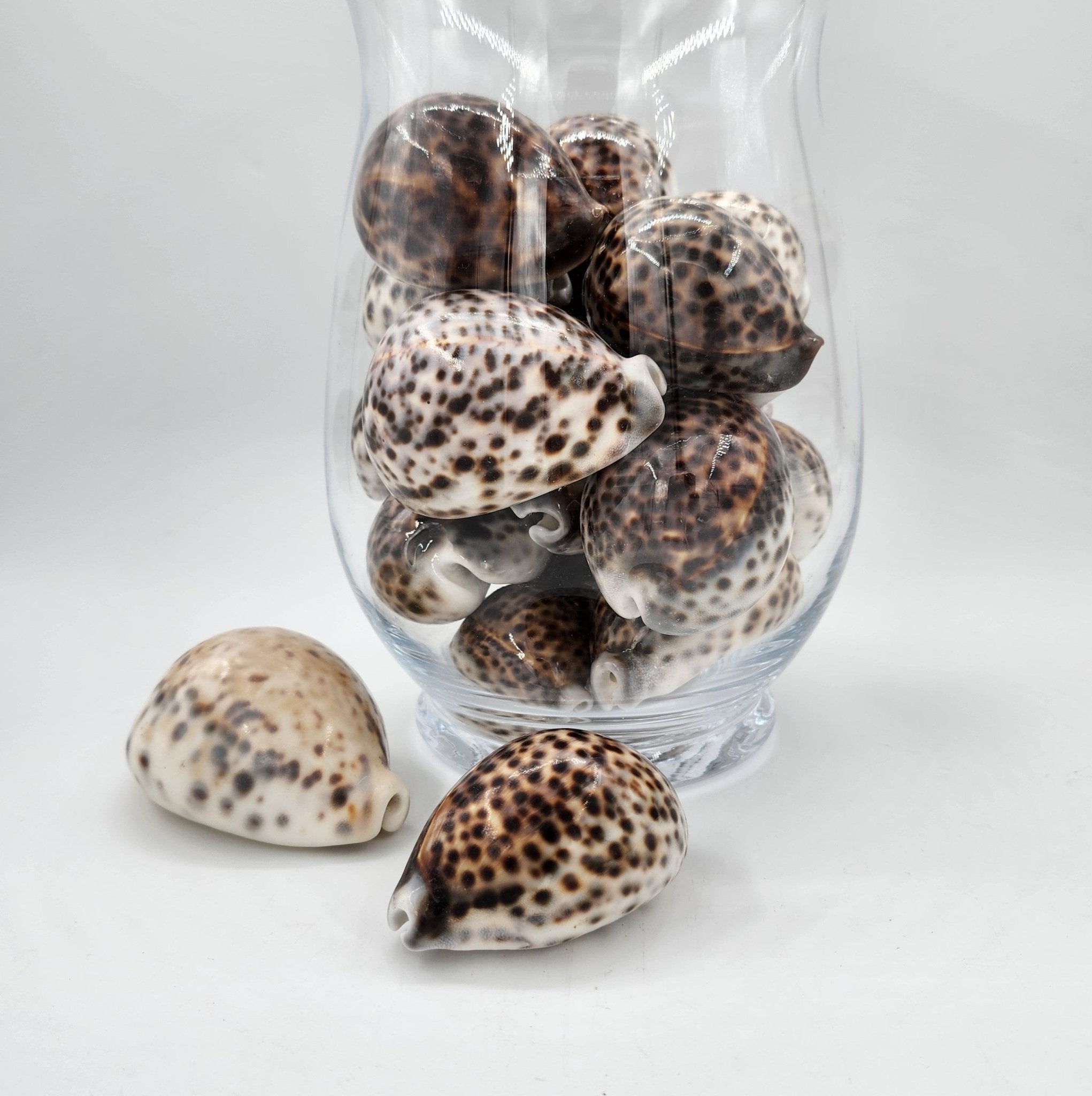 Tiger cowrie shell with mottled brown and cream pattern, 6 to 9 cm long, for display in a vase